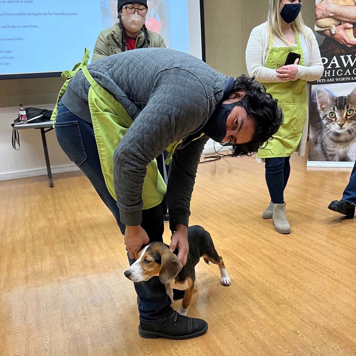 Devin Gomez, wearing a black mask and a light green PAWS apron, bends over to pet a beagle