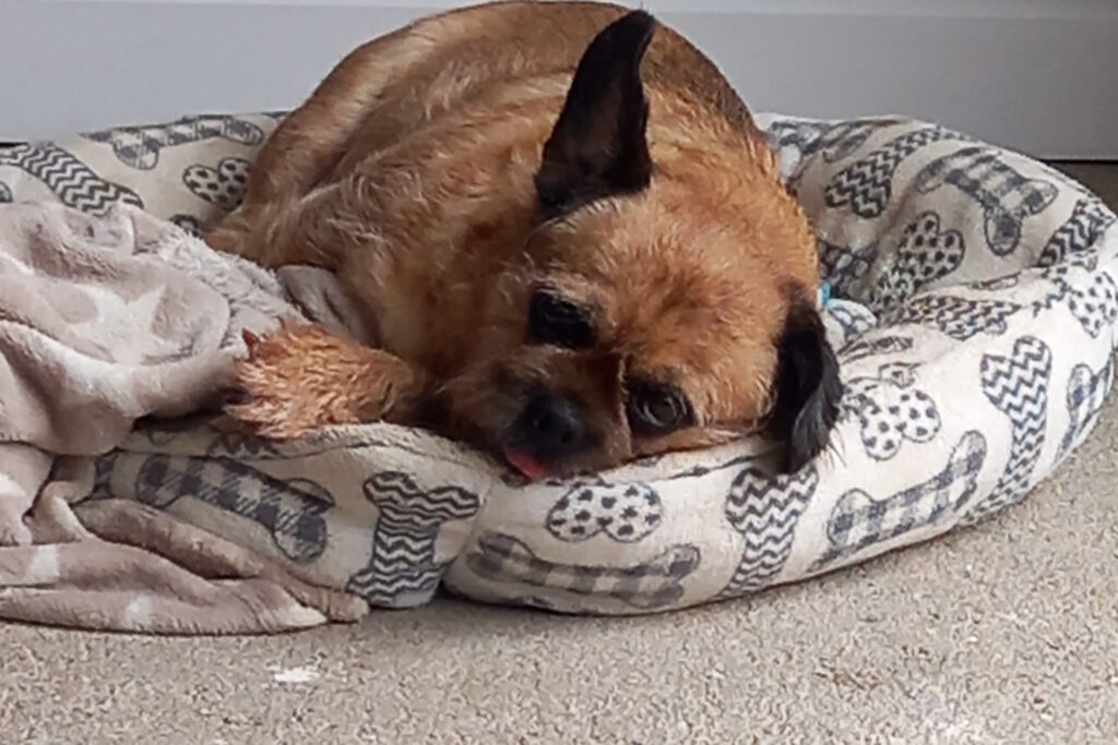 Scott Watson's dog Buster: a light brown dog with black ears and nose lying on a dog bed with a bone pattern