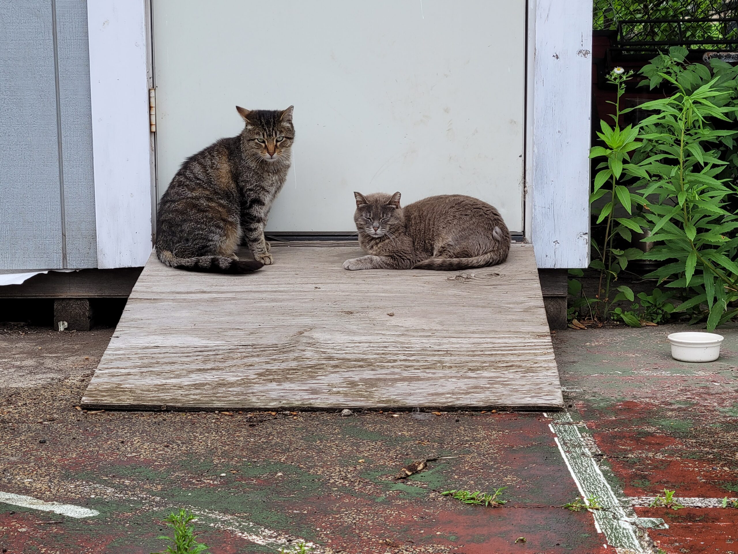 two of the farm cats that have taken up residence at Chicago Lights Urban Farm