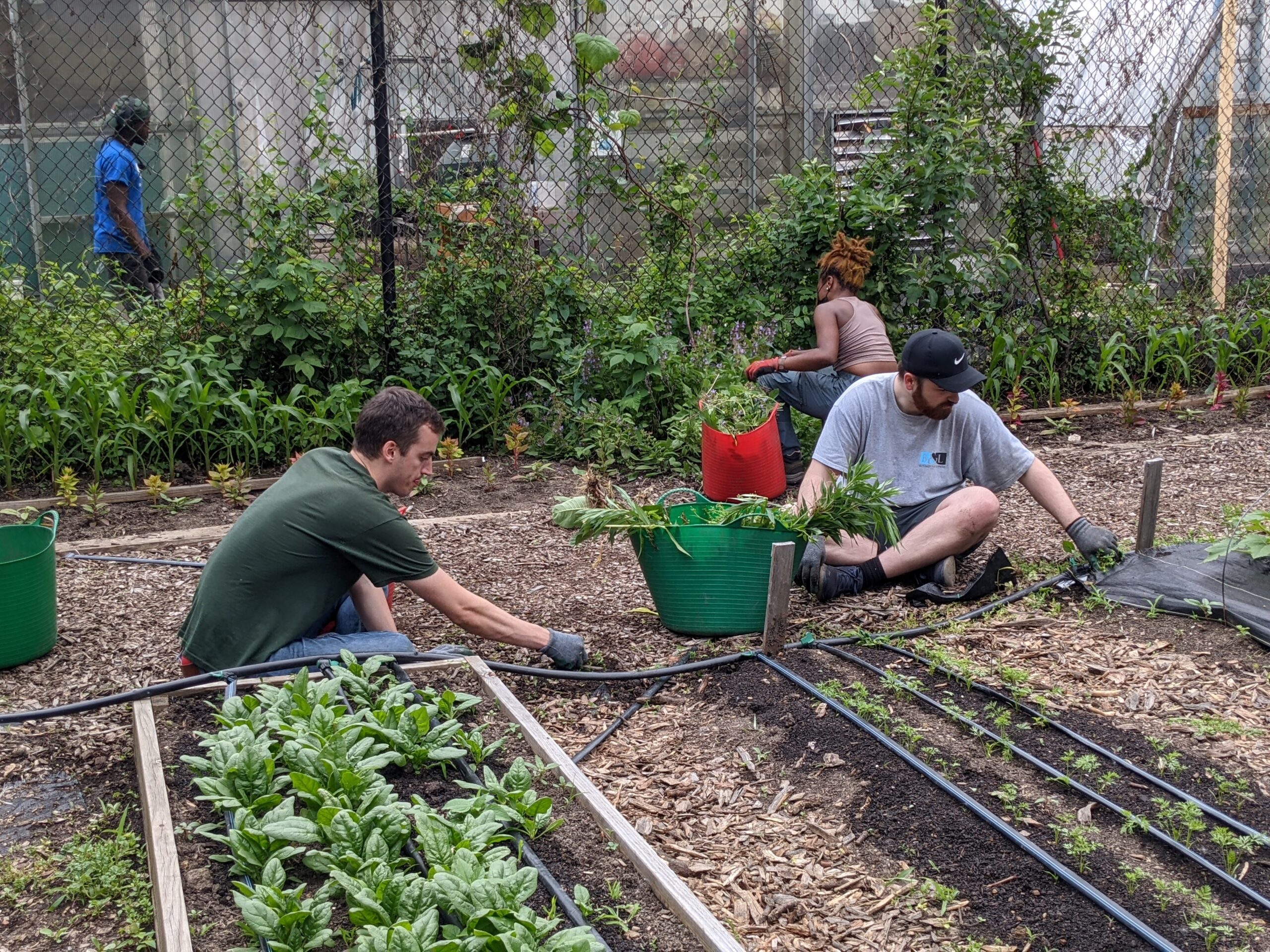 Michael Fergus and Conor Brennan weed rows of vegetables at Chicago Lights Urban Farm alongside other volunteers