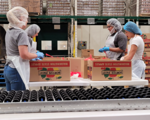 Four Credico team members wearing aprons, gloves, and hairnets are seen from the side as they package apples from cardboard boxes next to a conveyor belt in the foreground.